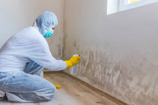 Licensed Mold Testing service in East Meadow, NY - WQB Mold Removal